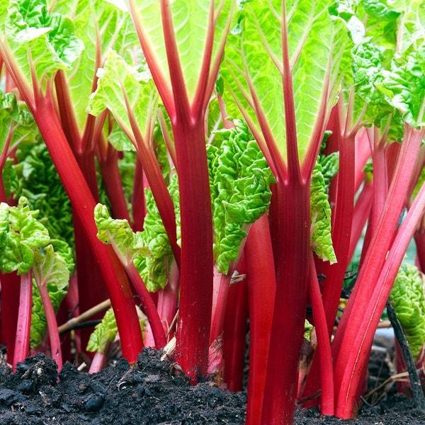 Swiss Chard Rhubarb Seeds Fresh Garden Seeds Fresh Seeds - $3.00