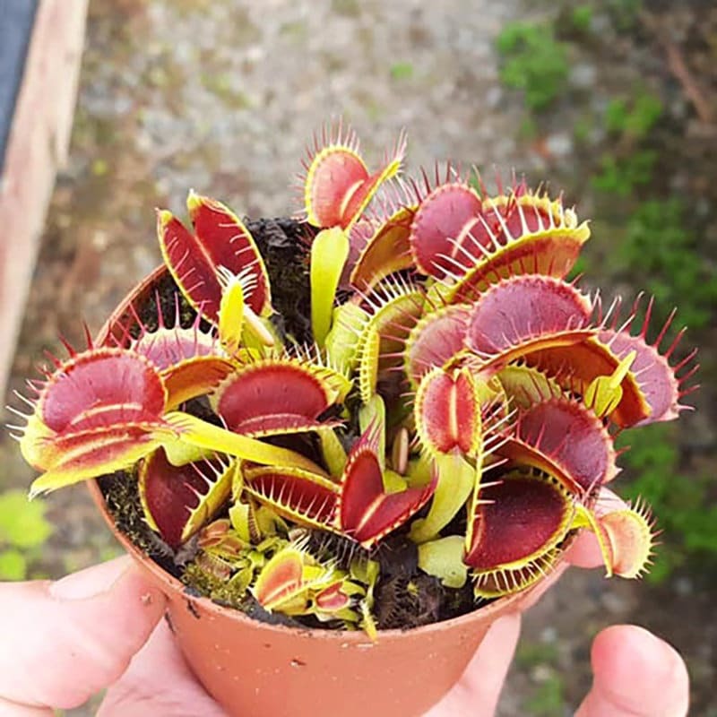 Primary image for Carnivorous Venus Flytrap Seed Kit - 12 Rare Home Garden Seeds, DIY Plant Growin