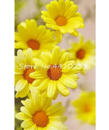 Cosmos Seeds - $13.32 CAD