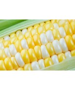 MBK Peaches And Cream Sweet Corn Seeds 250 Seeds Fast Ship - $25.98