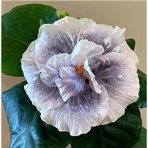 VP 25 Hibiscus Luna Double Blooms Lilac Purple Exotic Color Hibiscus See... - $6.38