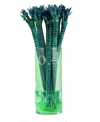 10 Pcs Rainbow Lucky Bamboo Bonsai Small Potted Plants  - €8,96 EUR