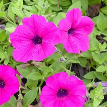 15 PETUNIA Purple Flowers Seeds Easy to Grow Floral Garden - £10.81 GBP