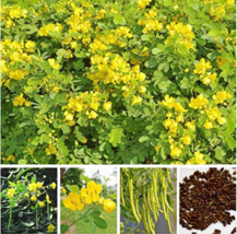 Cassia Seeds herb catsia tora Linn Chinese herb Seeds Flower DIY Home Garden Pla - £4.78 GBP