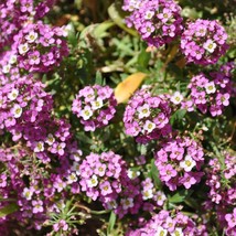 Alyssum (Lobularia Maritima Rosie O&#39;Day) 200 Flower Seeds - $7.98