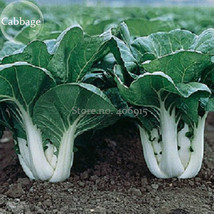 Pak Choi White Stem Chinese Cabbage 200 Seeds Beautiful - £7.34 GBP