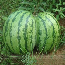 Green Skin Red Sweet Watermelon &#39;Twins&#39; Organic Seeds, 1 Professional Pack, 20 S - £4.79 GBP