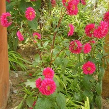 250 Double Red China Aster Callistephus Chinensis Flower Seeds Fresh Seeds - £11.48 GBP