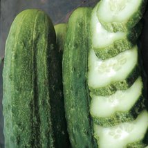 Organic National Pickling Cucumber - £1.54 GBP