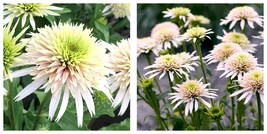 400 Seeds Echinacea Cherry Fluff Coneflower double flowering lime green ... - $18.99