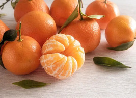 Semilir 5 Clementine Orange Seeds Usa Fast Shipping Fast Grow From Us - £7.31 GBP