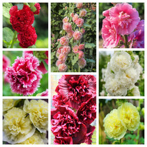 TKBONStore 45 Seeds Summer Carnival Hollyhock Double Mixed Colors Alcea Rosea Fl - £7.32 GBP