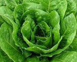 Butter Crunch Lettuce Seeds 500 Butterhead Garden Salad Greens Fast Ship... - $8.99