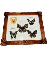 Vintage Handmade Wooden Framed Preserved Butterflly Specimen Art Papilio... - $68.24 CAD