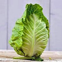 Cabbage Seed, Charleston Wakefield, Heirloom, Non GMO, 100 Seeds, Tasty Healthy  - $2.99