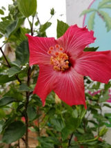 25 Seeds Bright Pink Hibiscus Flower Plants Garden Planting - £10.97 GBP