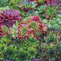 Sempervivum Hens And Chicks Hardy Mix 50 Pelleted Seeds Hens Chicks Seeds Sedum  - £14.81 GBP