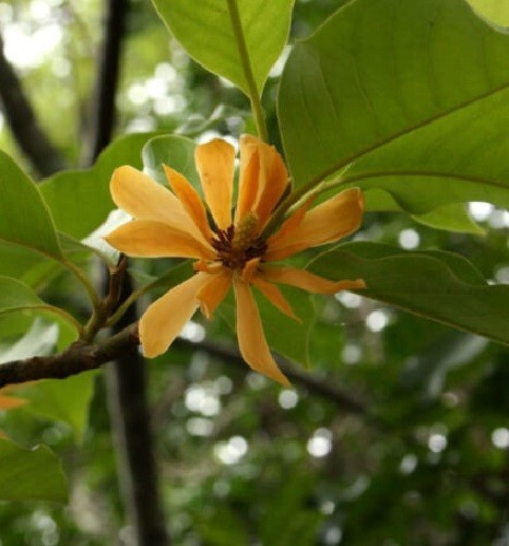 PSA Michelia Champaca Very Fragrant 7 Seeds Fast Grow - $13.43