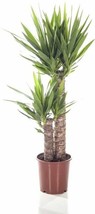 Tree Yucca, DIY Potted Plants, 50 Seeds - £13.08 GBP