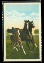 Vintage Postcard Arab Horses Three Graces WK Kellogg Arabian Horse Ranch - £10.16 GBP