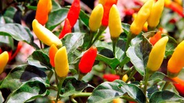 125 Seeds Tabasco Pepper Seeds Hot Chili Pepper NON-GMO - £10.41 GBP