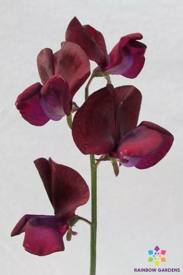 50 Black Knight Sweet Pea Seeds Planting Fast US Shipping - £8.94 GBP