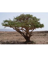 5 Olibanum Tree Boswellia Sacra Tree Frankincense Tree Bulk Seeds - $27.74 CAD