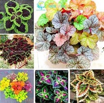 100 pcs Rare Coleus Plants Seeds - Mixed Rainbow Colorful 6 Types FROM GARDEN - £6.06 GBP