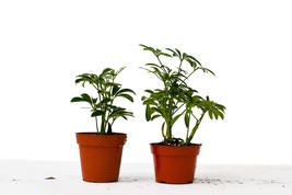 Schefflera Variety Pack - 2 Plants in 4-Inch Pots with Care Guide Included - $791.67 MXN