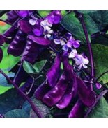 Hyacinth Bean Seed Red Leaved Hyacinth Vine Flower Seeds 100 Seeds Fresh... - €11,24 EUR Hyacinth Bean Seed Red Leaved Hyacinth Vine Flower Seeds 100 Seeds Fresh... - €11,24 EUR