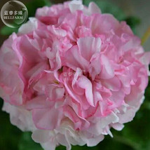 Geranium Japanese Sakura White &amp; Light Pink Big Blooms Flower 10 Seeds Garden Be - $10.87