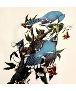Blue Jay Bird Lithograph 1950 Audubon Antique Art Print Crows Corvid DWP6A - $663.05 MXN