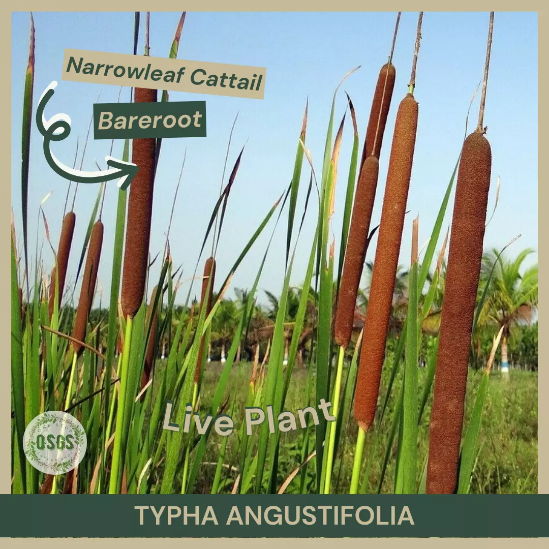  Typha latifolia | Broadleaf Cattail | Bareroot | Live Plant | Pond Plant - $19.25