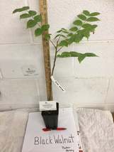 Black Walnut tree 4" pot image 5