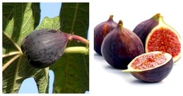 Ficus carica - Beer&#39;s Black Fig-Live Well Rooted STARTER Plant - £32.76 GBP