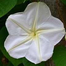 Moonflower Flower Seeds Night Blooming Vine Huge Fragrant Blossoms Easy To Grow  - $12.28