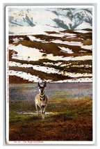 National Park Antilope Scout W S Berry Gardiner Montana MT Unp DB Cartolina S15 - £15.17 GBP