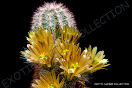 Echinocereus Chloranthus @ Exotic Cacti Rare Hedgehog Cactus Plant Seed 15 Seeds - £7.18 GBP