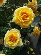 St. Tropez 1 Gal. Live Bush Plant Floribunda Rose Plants Fine Roses Landscape - £87.92 GBP
