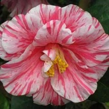 KICK OFF*Bicolor Bloom Camellia Japonica-Live Starter Plant - £29.56 GBP