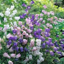 Canterbury Bells- Mix- 100 Seeds tera store - £4.47 GBP