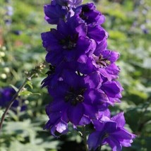 SEPTH 100  Delphinium Seeds Perennial Garden Flower Bloom Seed Flowers 26 - £7.13 GBP