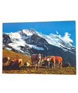 Postcard Kleine Scheidegg Jungfrau Cattle Switzerland Chrome Unposted - $5.46