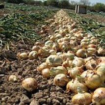 Texas Grano 1015Y Onions Seeds Gardening Easy Grow Usa Shipping - $5.60