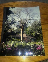VTG Large 14x11 Color Photograph Tree &amp; House Home Fujichrome Art Piece - $18.99