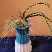 Blue and White Ceramic Vase with Air Plants, Air Plant Gift, Mothers Day image 3