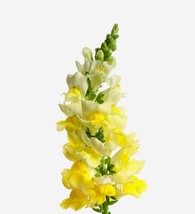 Snapdragon Sherbet Lemons Wonderful Lobed Flowers With A Hint Of Creams 50 Seeds - $16.44