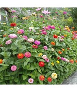 100 Mid Sized Zinnia Pumila Cut And Come Again Flower Seeds New Fresh US... - $223.95 MXN