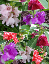FREE SHIPPING Impatiens balsamina Mixed Colors Balsam Touch-Me-Not 10 Seeds - £14.15 GBP