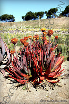 Rare Aloe C API Tata Gneissicola Exotic Cacti Succulent Cactus Seed Agave 50 Seeds - £10.15 GBP